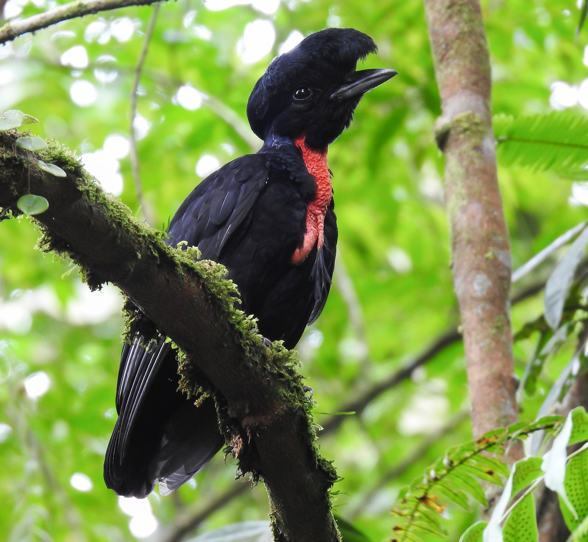Bare-necked Umbrellabird - ML638449522