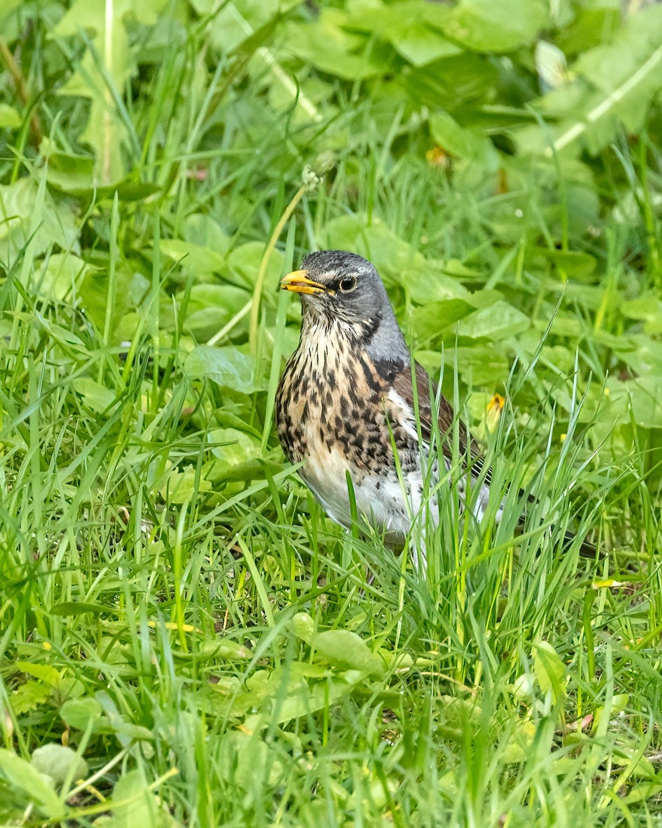 Fieldfare - ML638449527