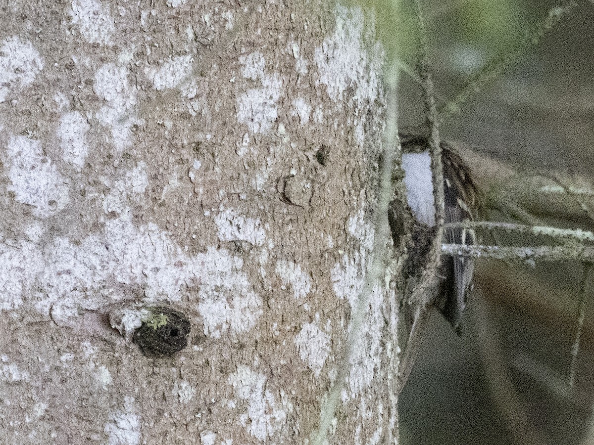 Eurasian Treecreeper - ML638449636
