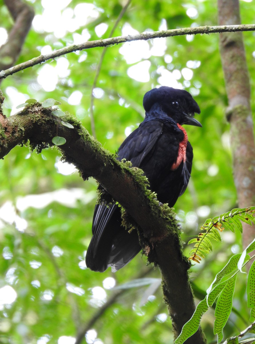 Bare-necked Umbrellabird - ML638449642