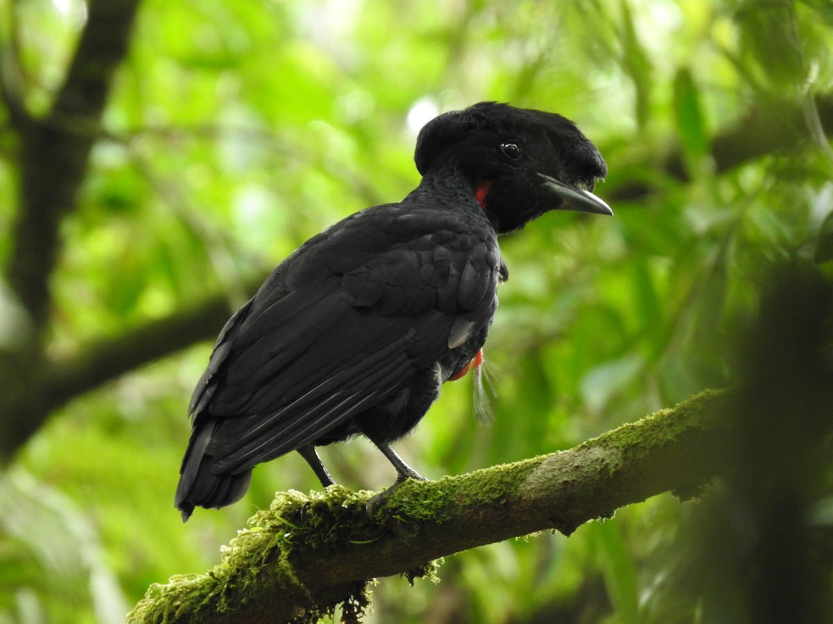 Bare-necked Umbrellabird - ML638449658