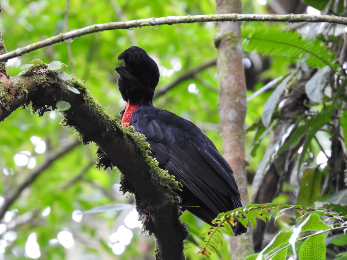 Bare-necked Umbrellabird - ML638449661