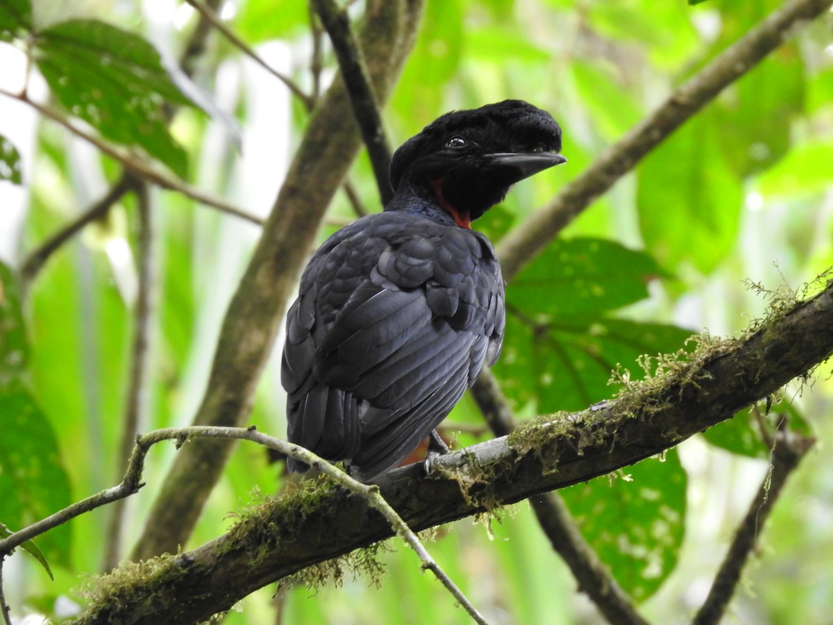 Bare-necked Umbrellabird - ML638449662
