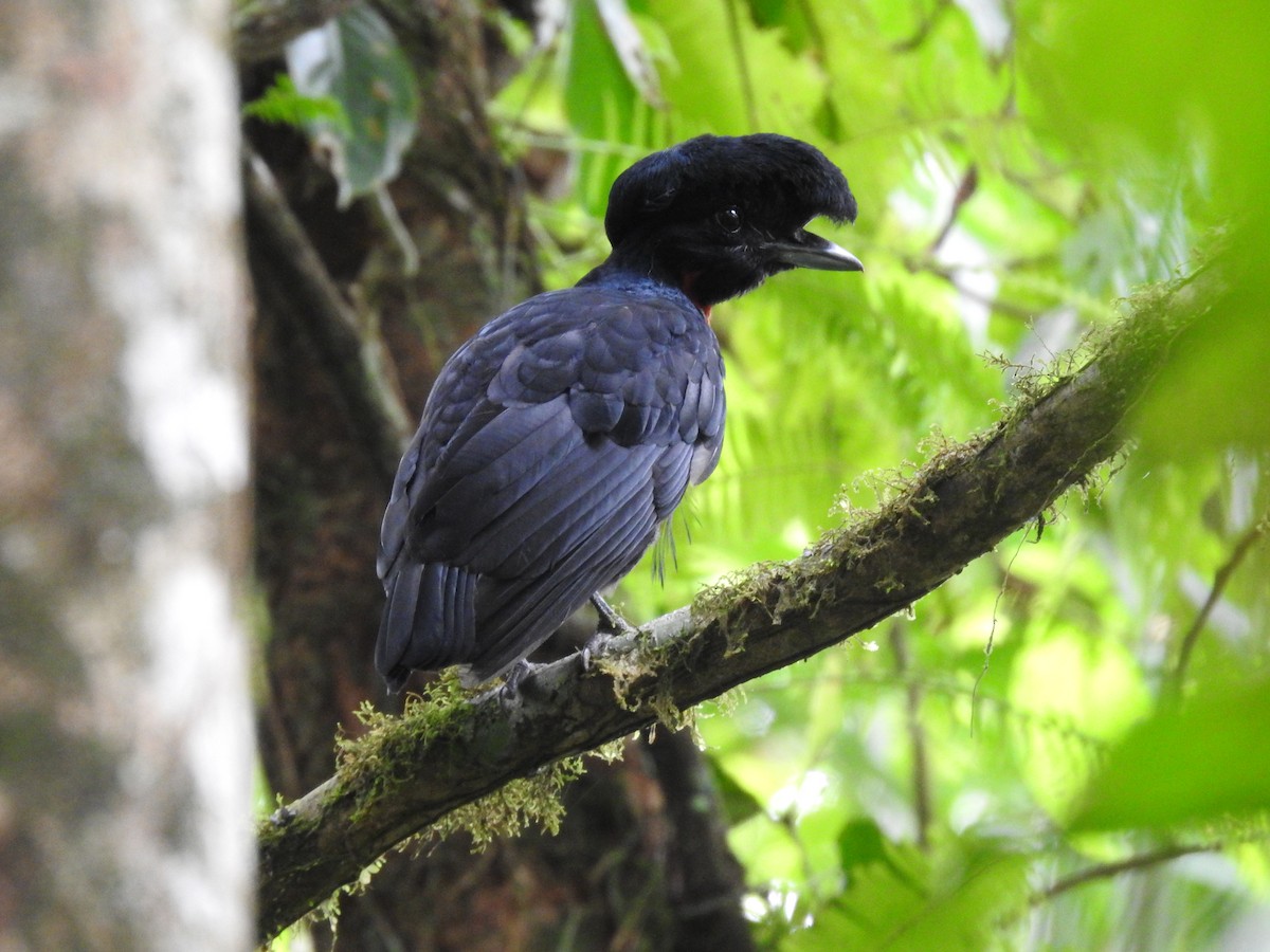 Bare-necked Umbrellabird - ML638449667