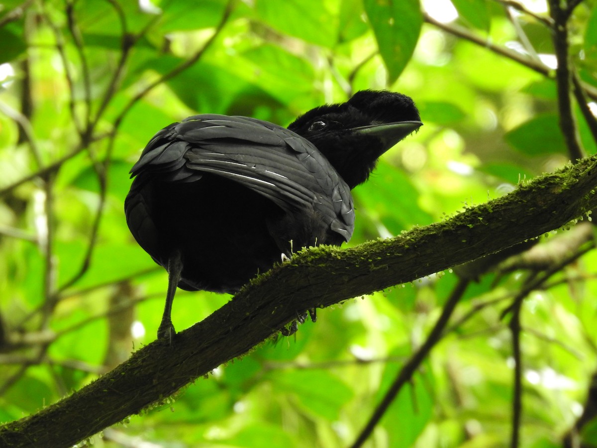 Bare-necked Umbrellabird - ML638449672