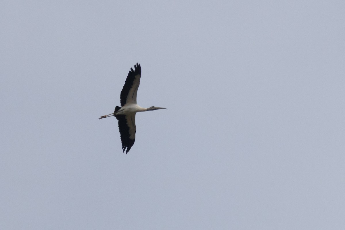 Wood Stork - ML638449731