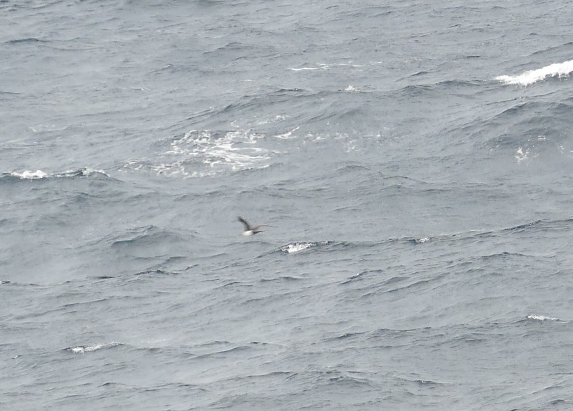 Pomarine Jaeger - ML638449842