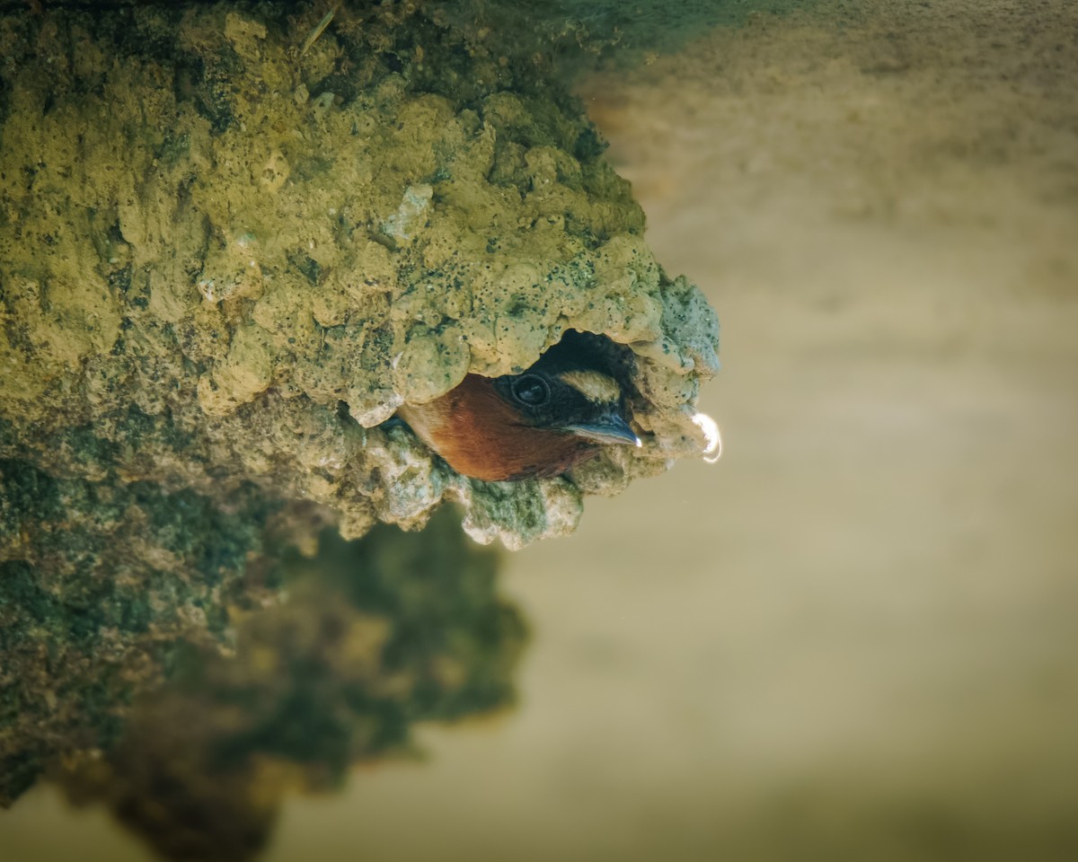 Cliff Swallow - ML638449921