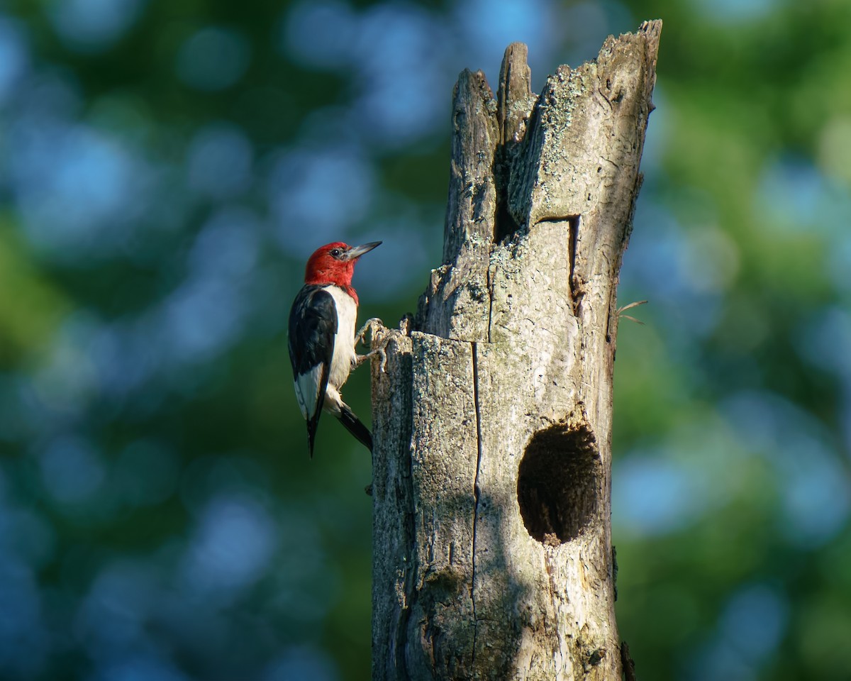 Red-headed Woodpecker - ML638449940
