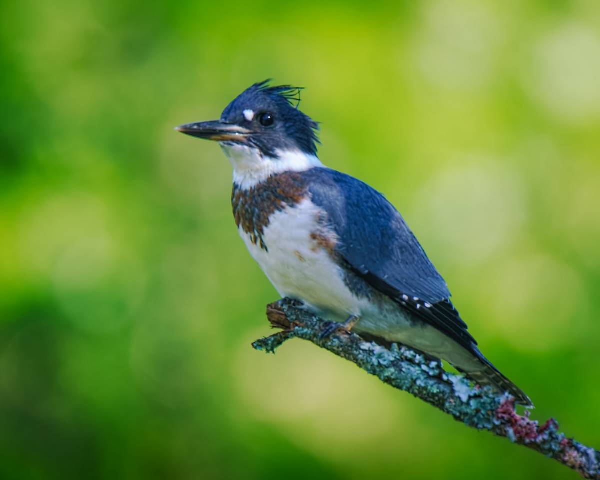 Belted Kingfisher - ML638449955