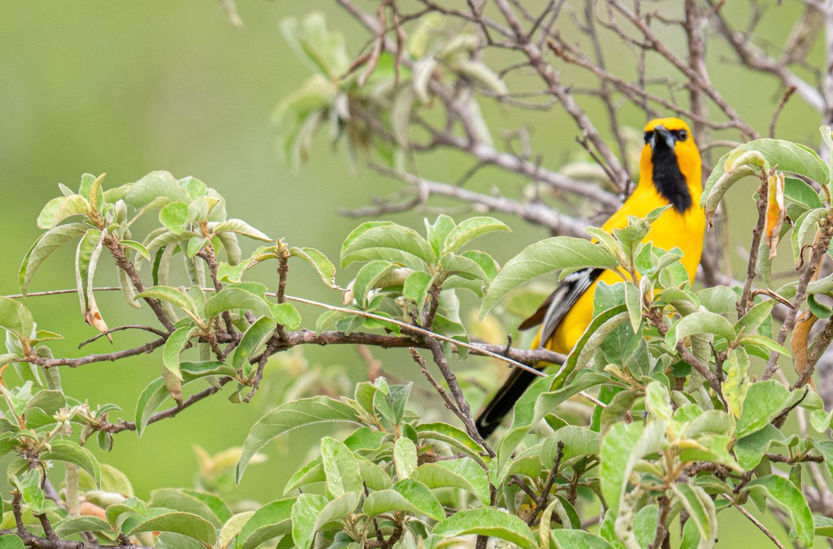 Oriole jaune - ML638449971