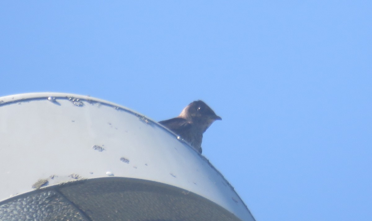 Purple Martin - ML638449976