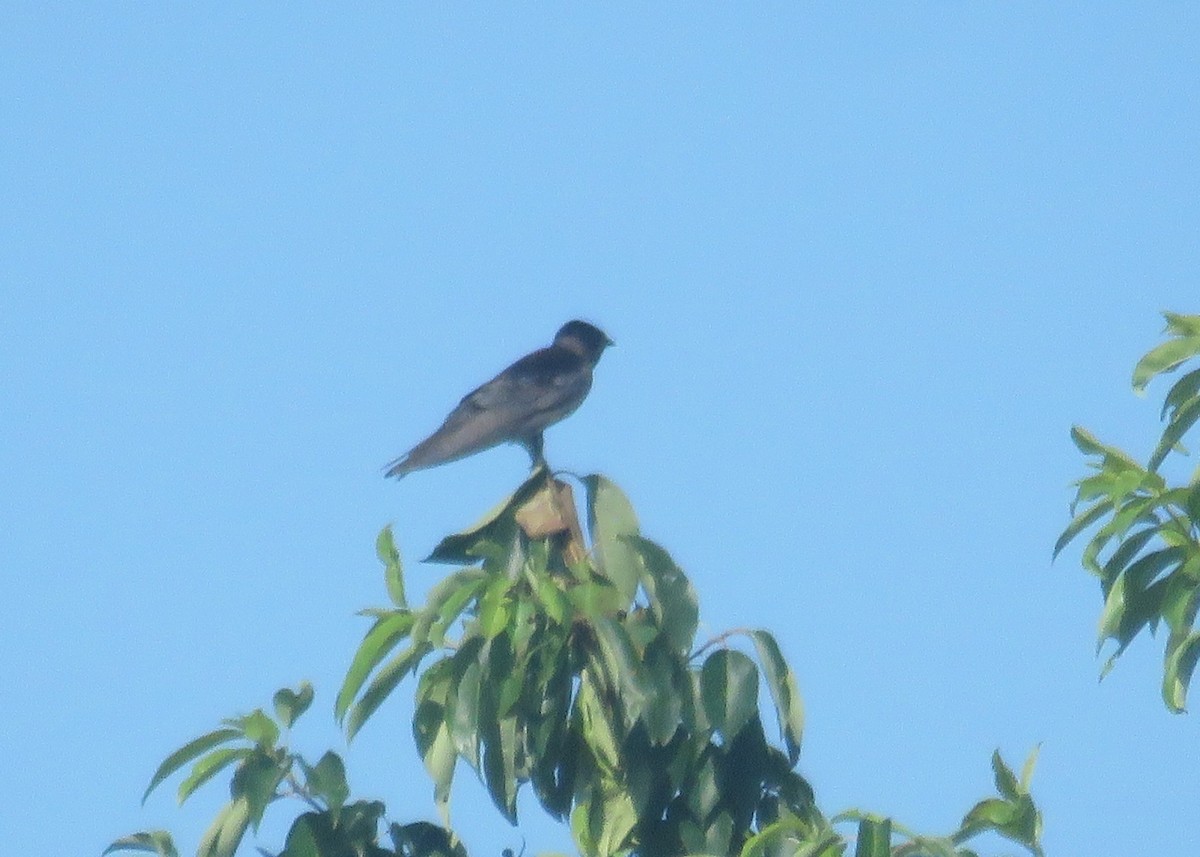 Purple Martin - ML638449977