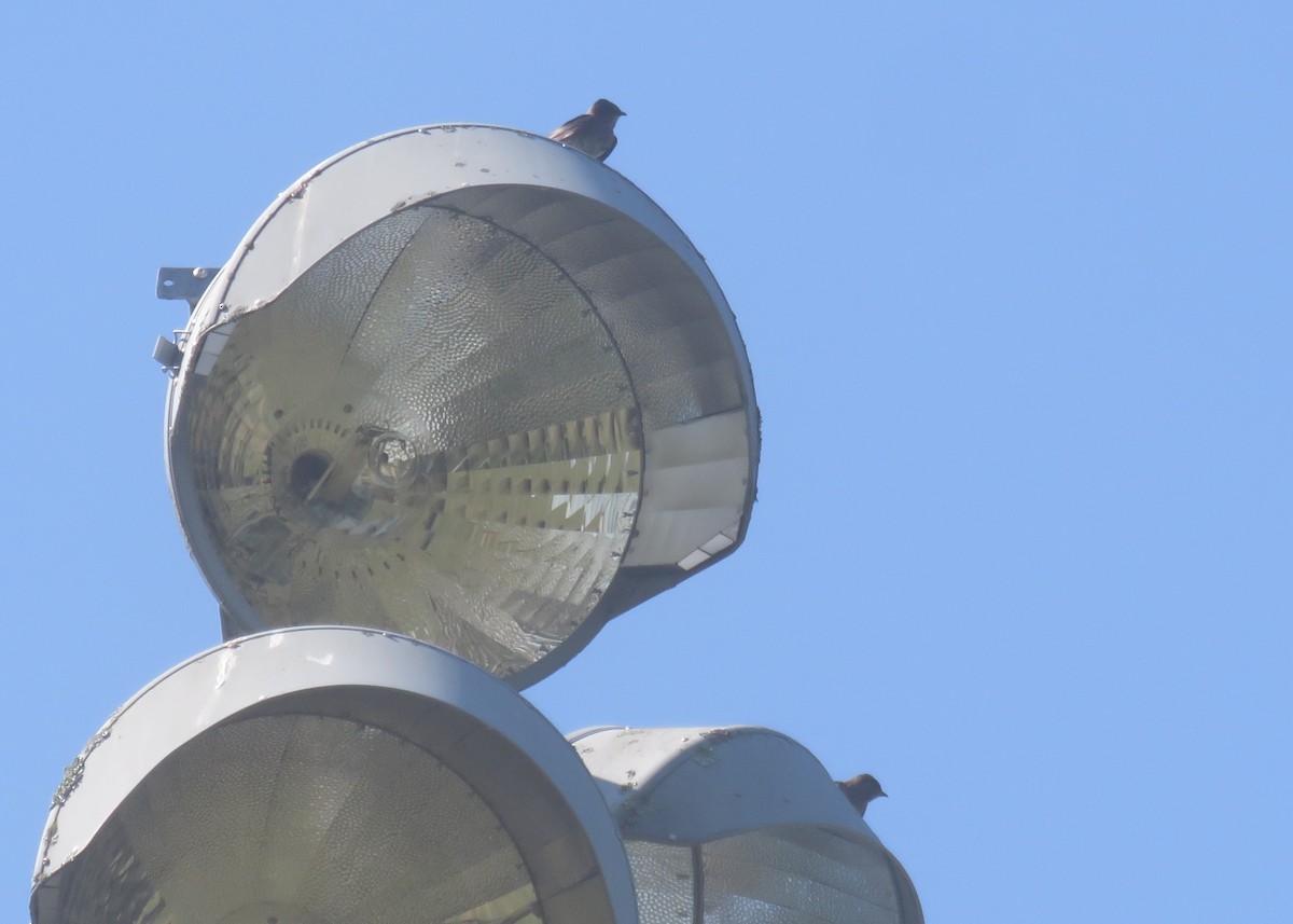 Purple Martin - ML638449978