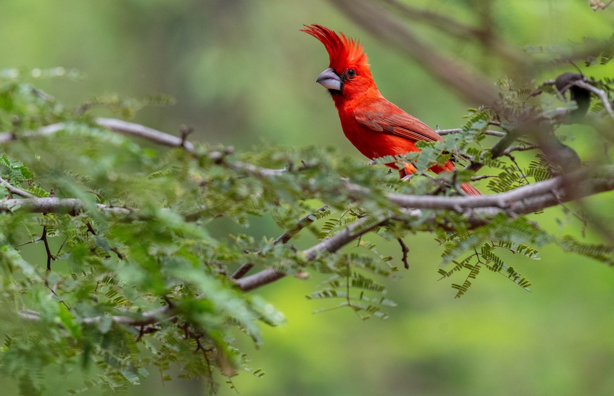 Cardinal vermillon - ML638449993