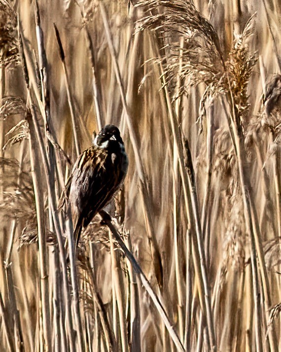 Reed Bunting - ML638450106