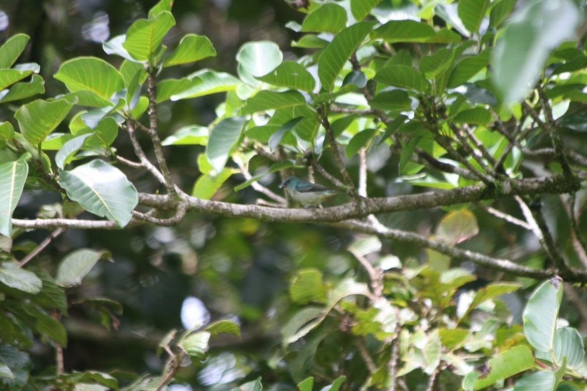 Scarlet-thighed Dacnis - ML638450173