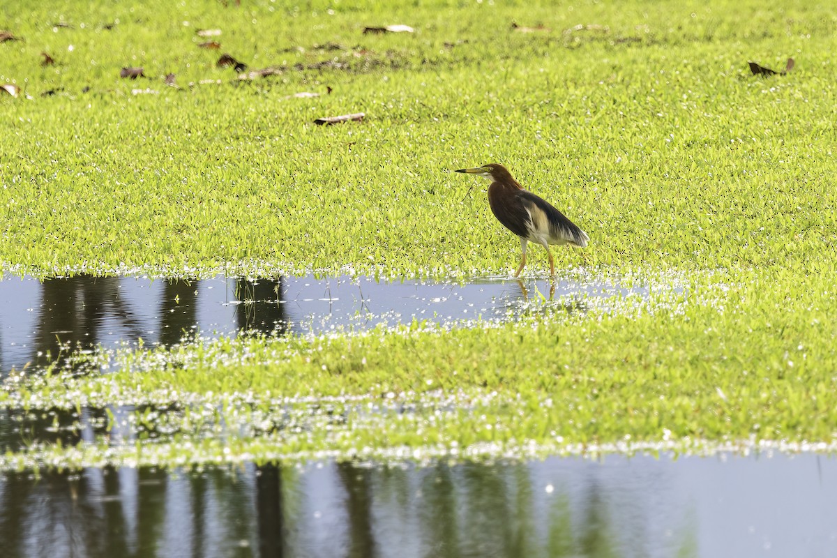 Chinese Pond-Heron - ML638450253