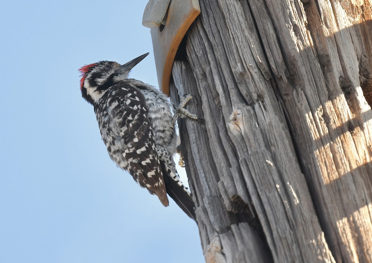 Ladder-backed Woodpecker - ML638450269