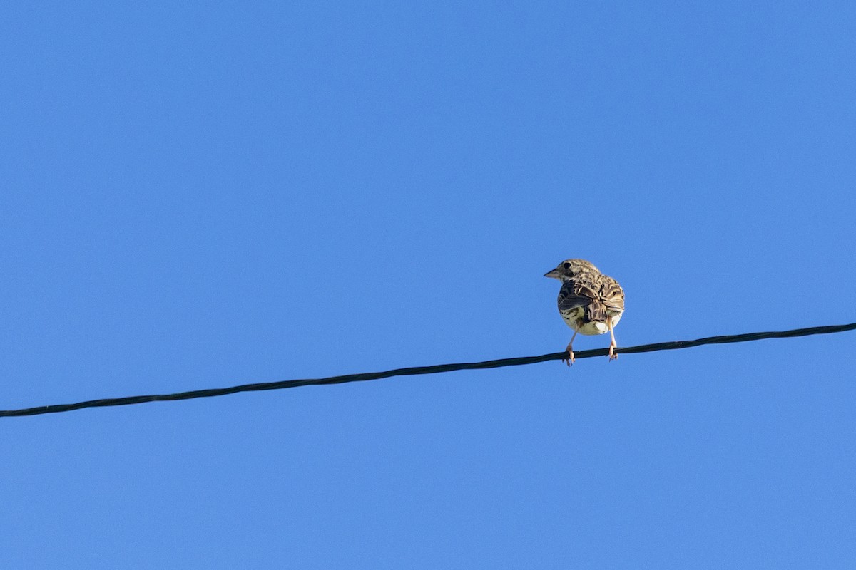 Vesper Sparrow - ML638450317