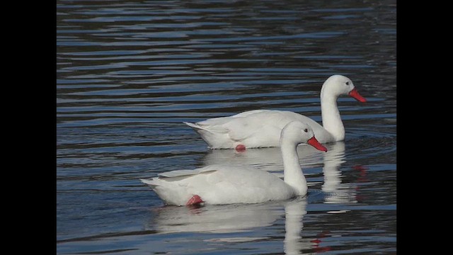 Coscoroba Swan - ML638450322