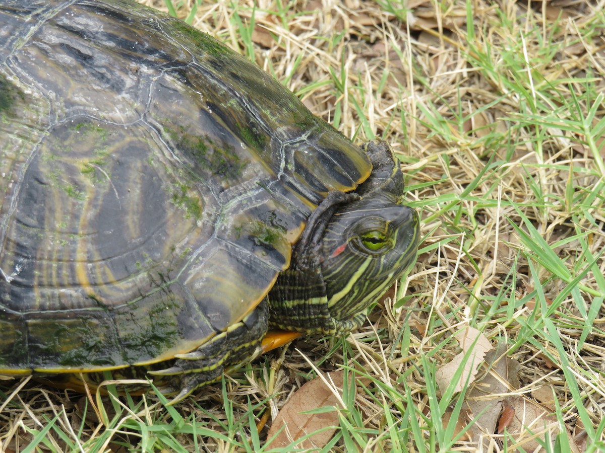 Reptiles - ML638450328