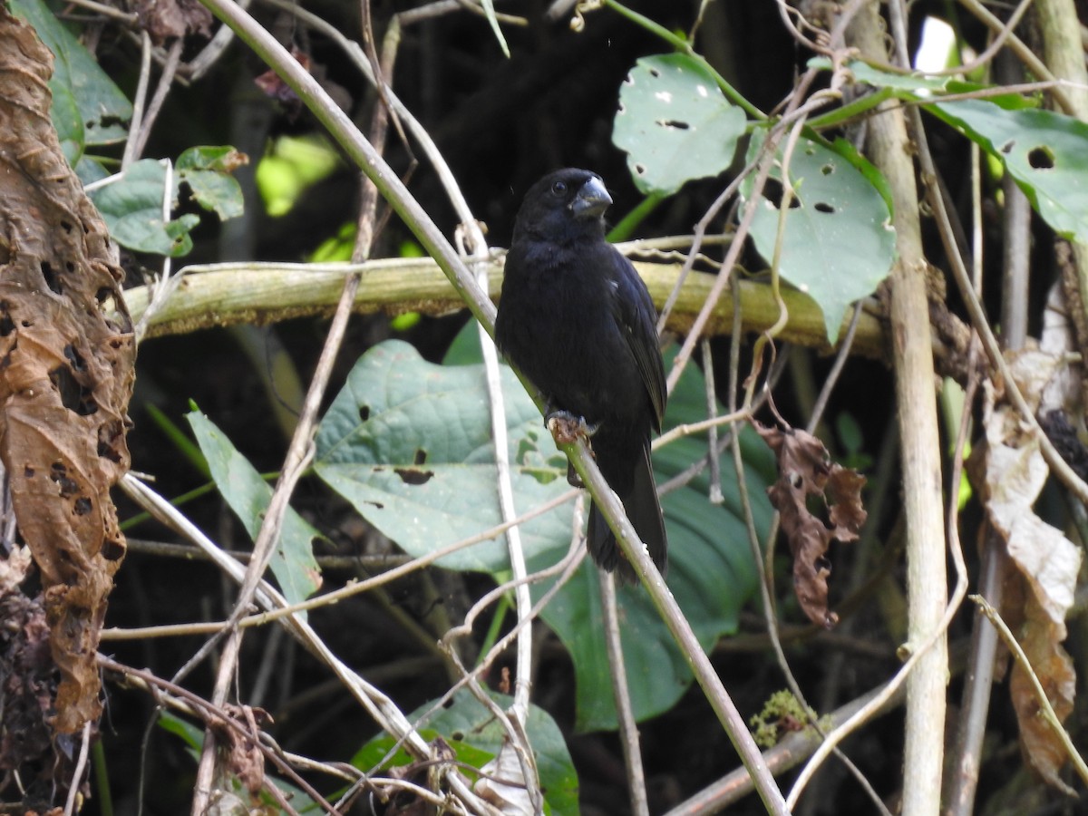 Thick-billed Seed-Finch - ML638450336