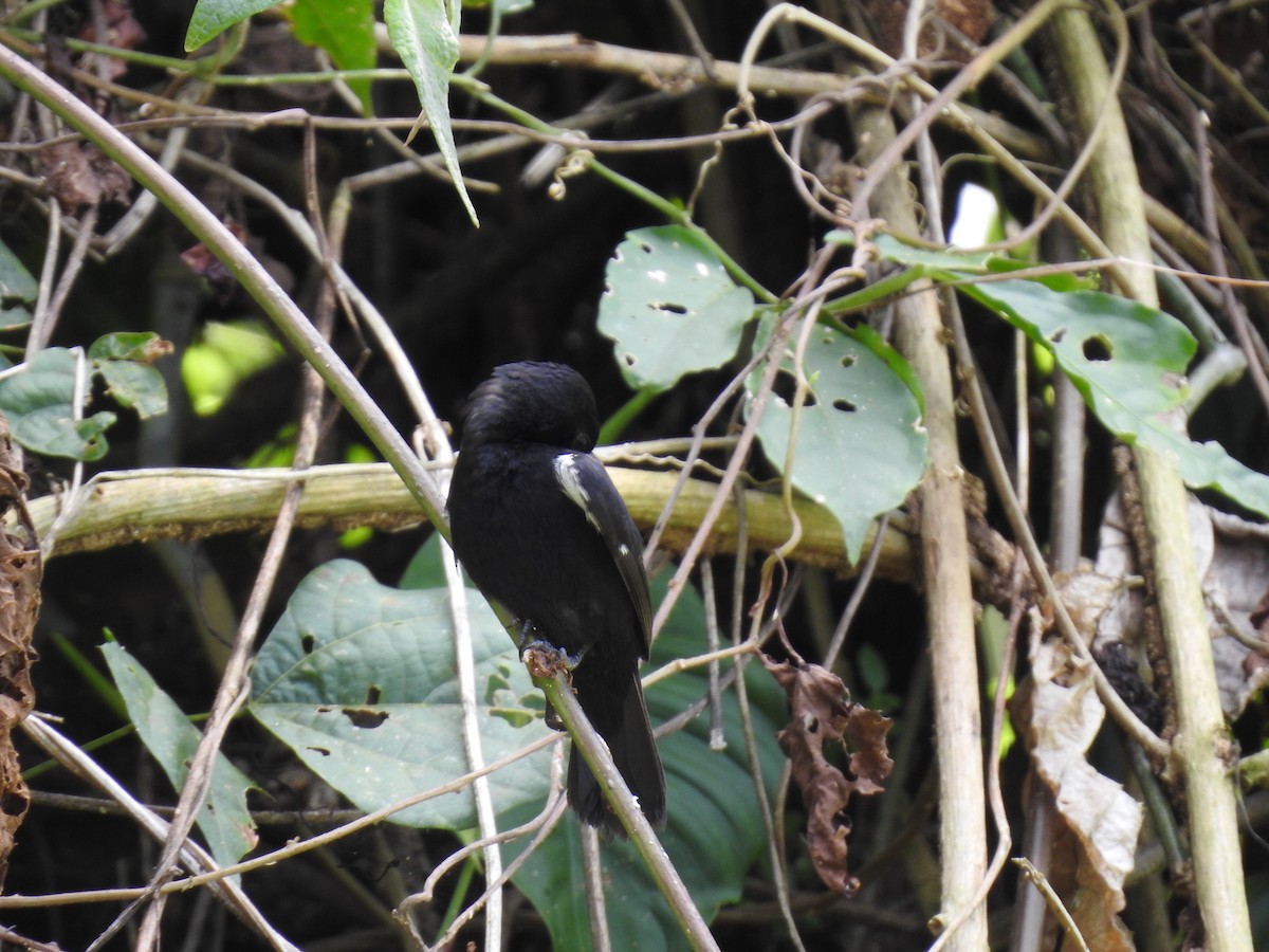 Thick-billed Seed-Finch - ML638450340