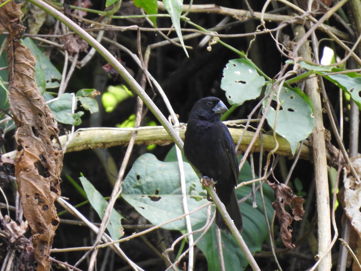 Thick-billed Seed-Finch - ML638450344