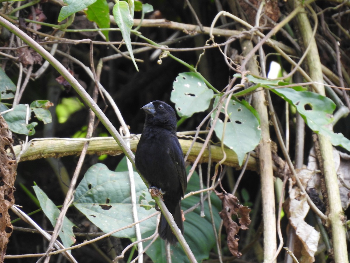 Thick-billed Seed-Finch - ML638450345