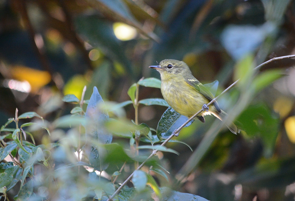 Restinga Tyrannulet - ML638450346