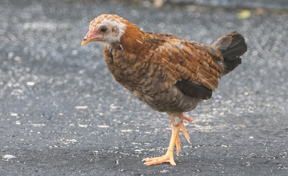 Red Junglefowl (Domestic type) - ML638450367
