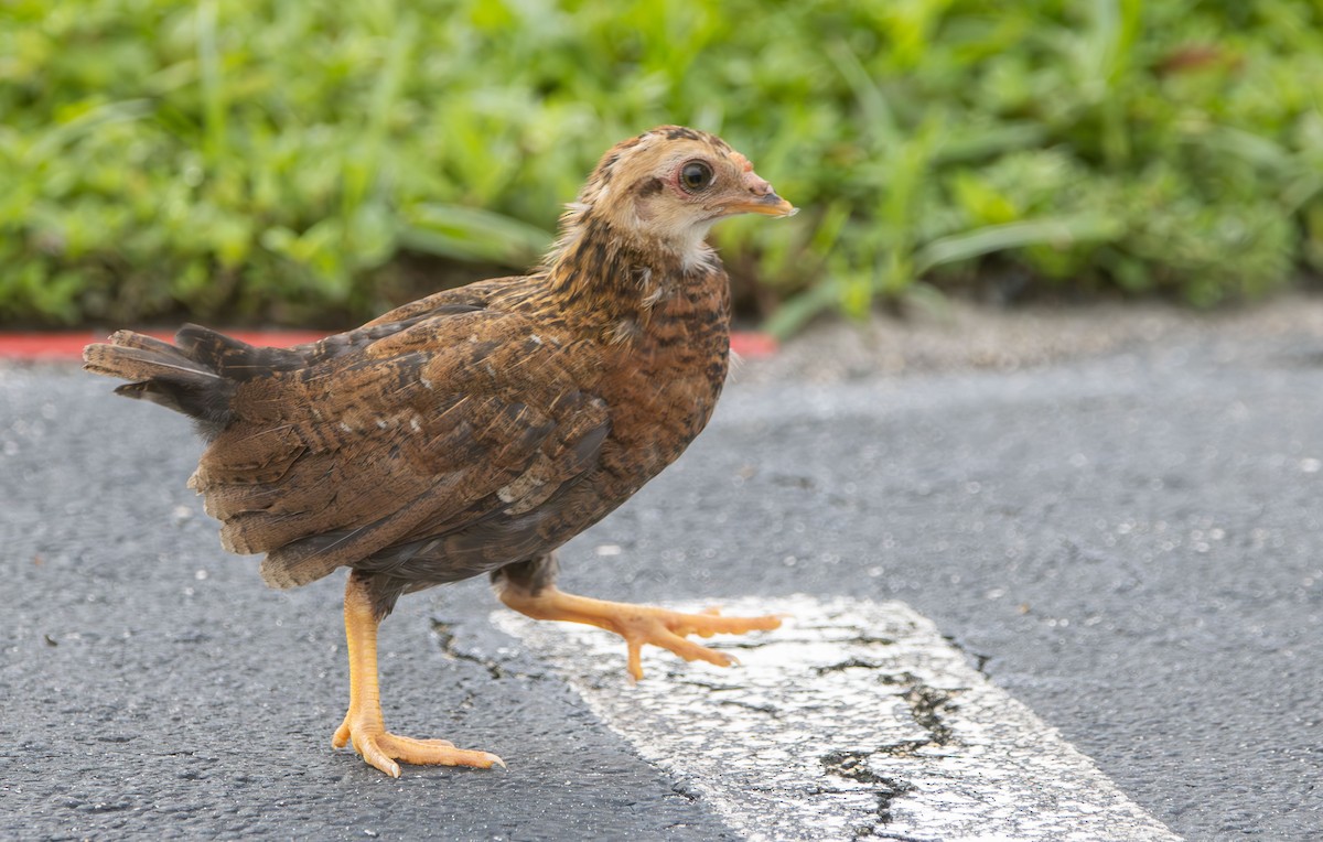 Red Junglefowl (Domestic type) - ML638450368
