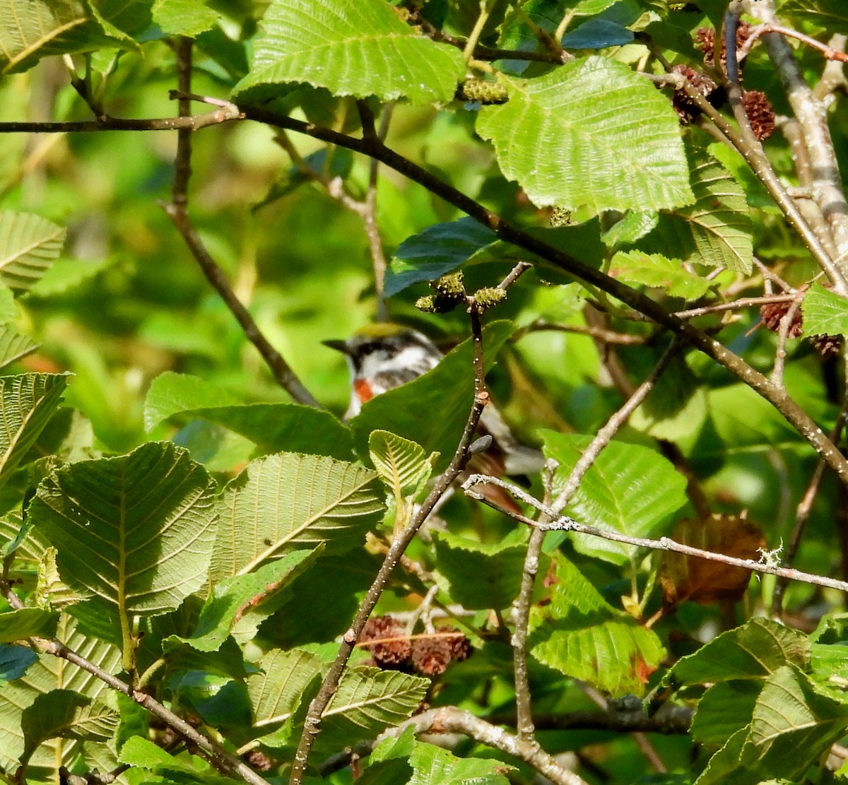 Chestnut-sided Warbler - ML638450372