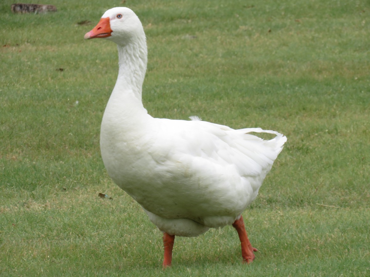 Domestic goose sp. (Domestic type) - ML638450374