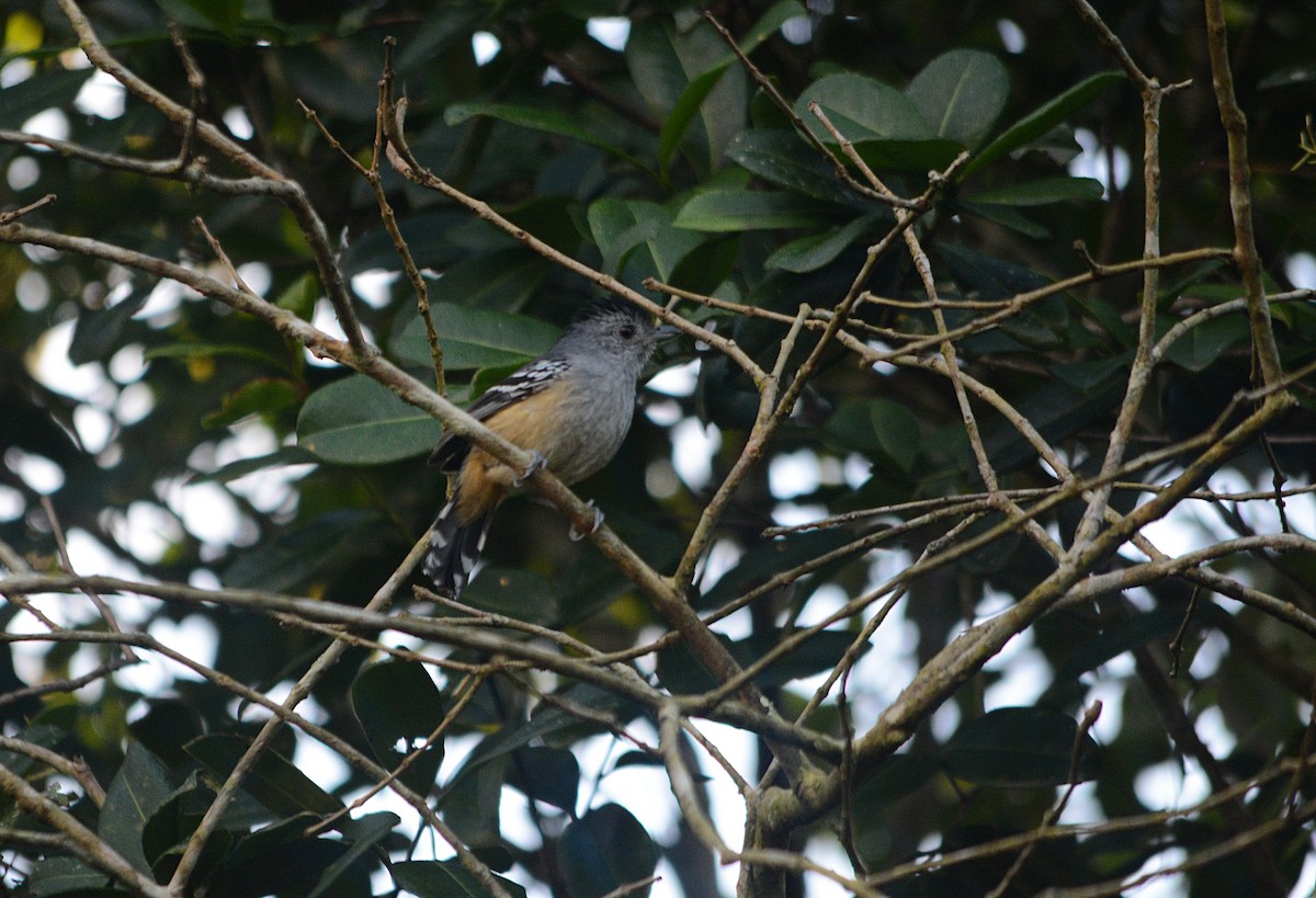 Variable Antshrike - ML638450385