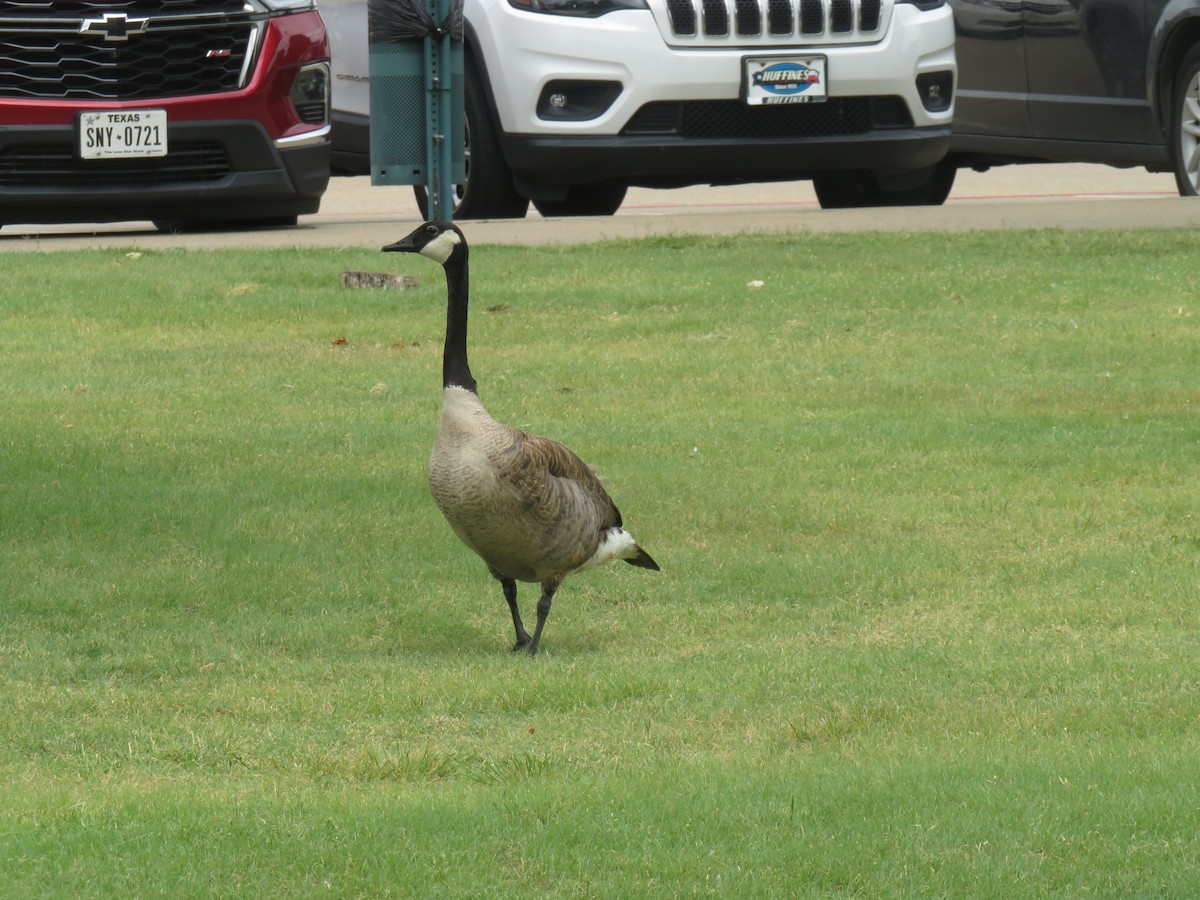 Canada Goose - ML638450389