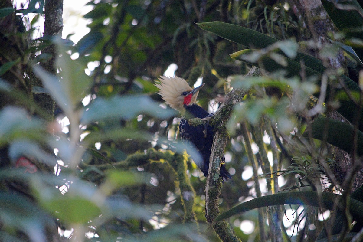 Blond-crested Woodpecker - ML638450418