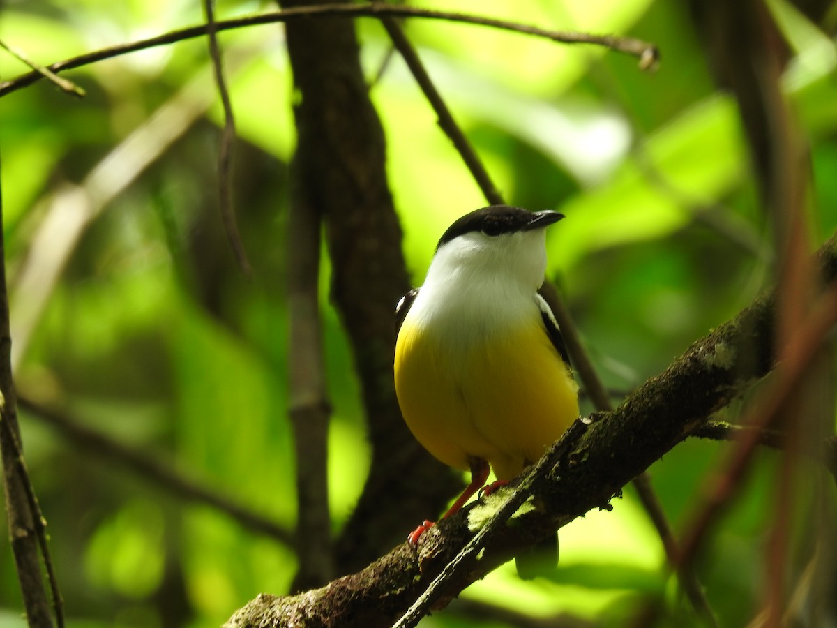 White-collared Manakin - ML638450452