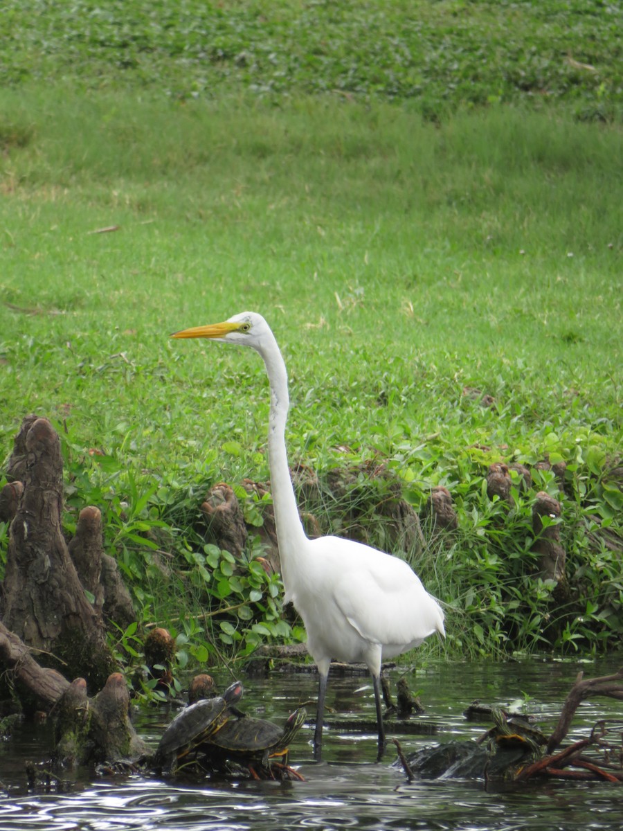 Great Egret - ML638450469