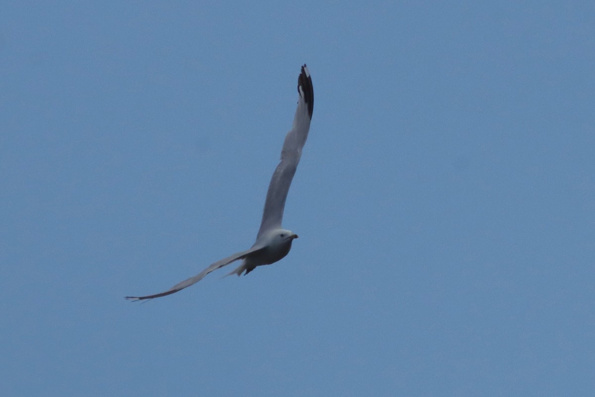 Gaviota de Delaware - ML638450473