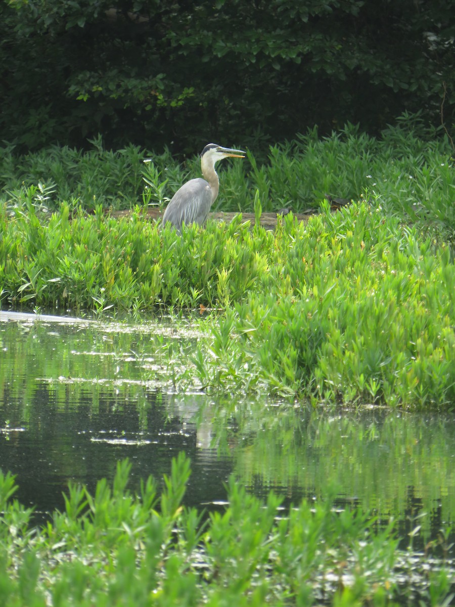 Great Blue Heron - ML638450475