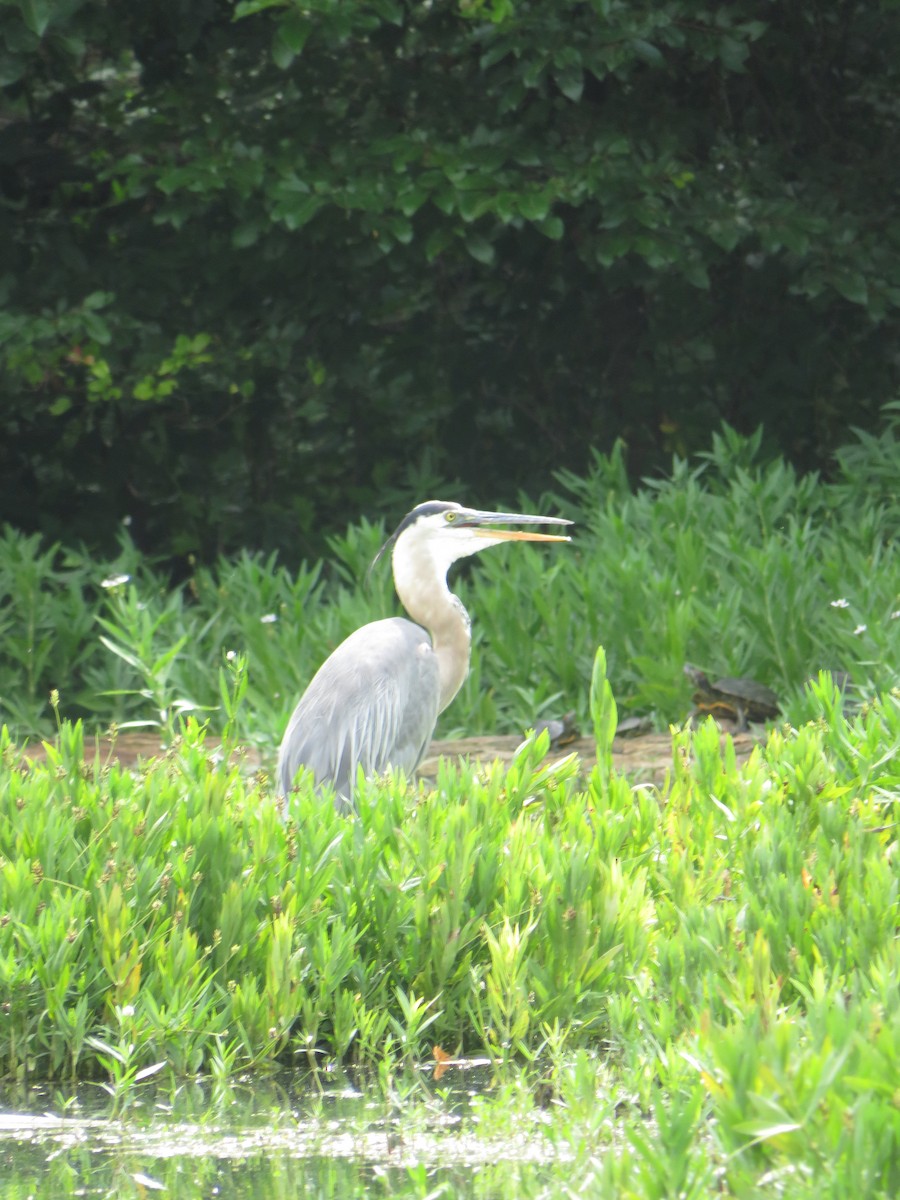 Great Blue Heron - ML638450477