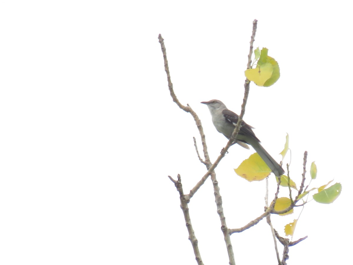 Northern Mockingbird - ML638450499