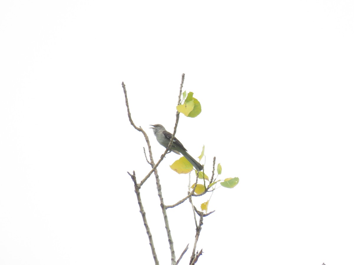 Northern Mockingbird - ML638450500