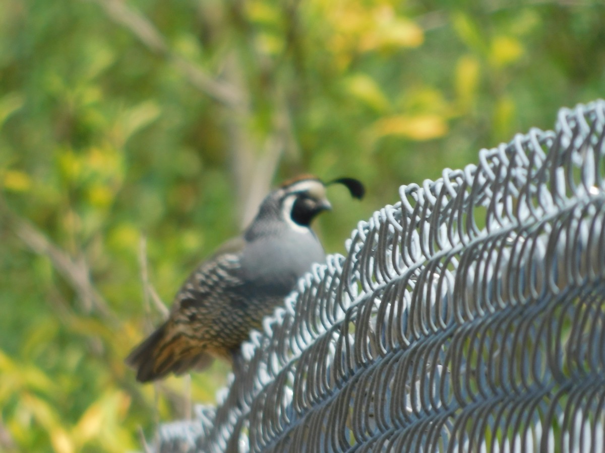 California Quail - ML638450501