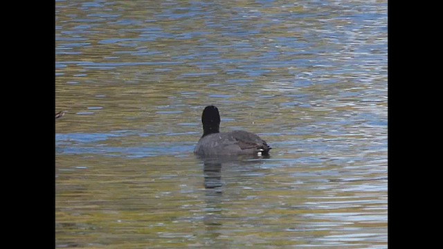 Foulque leucoptère - ML638450521