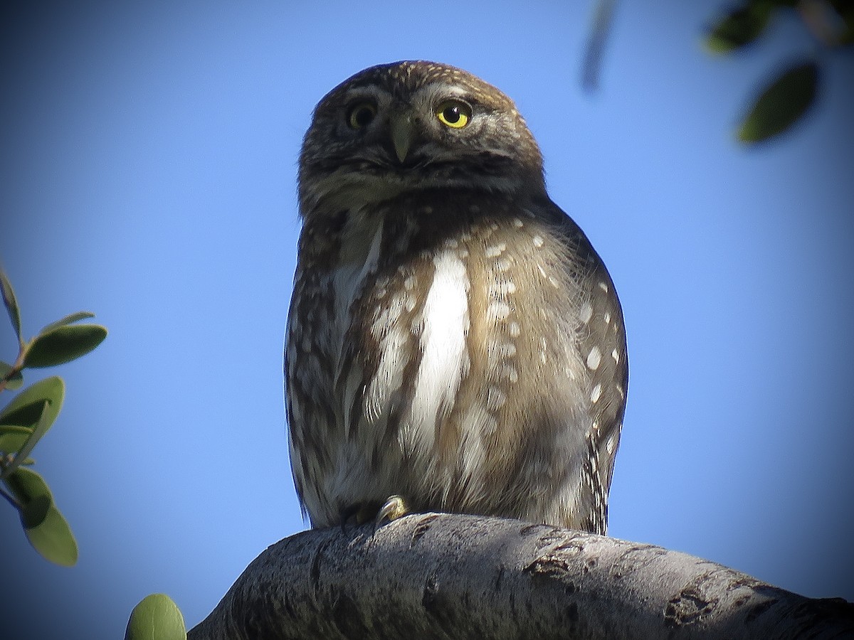Austral Pygmy-Owl - ML638450525