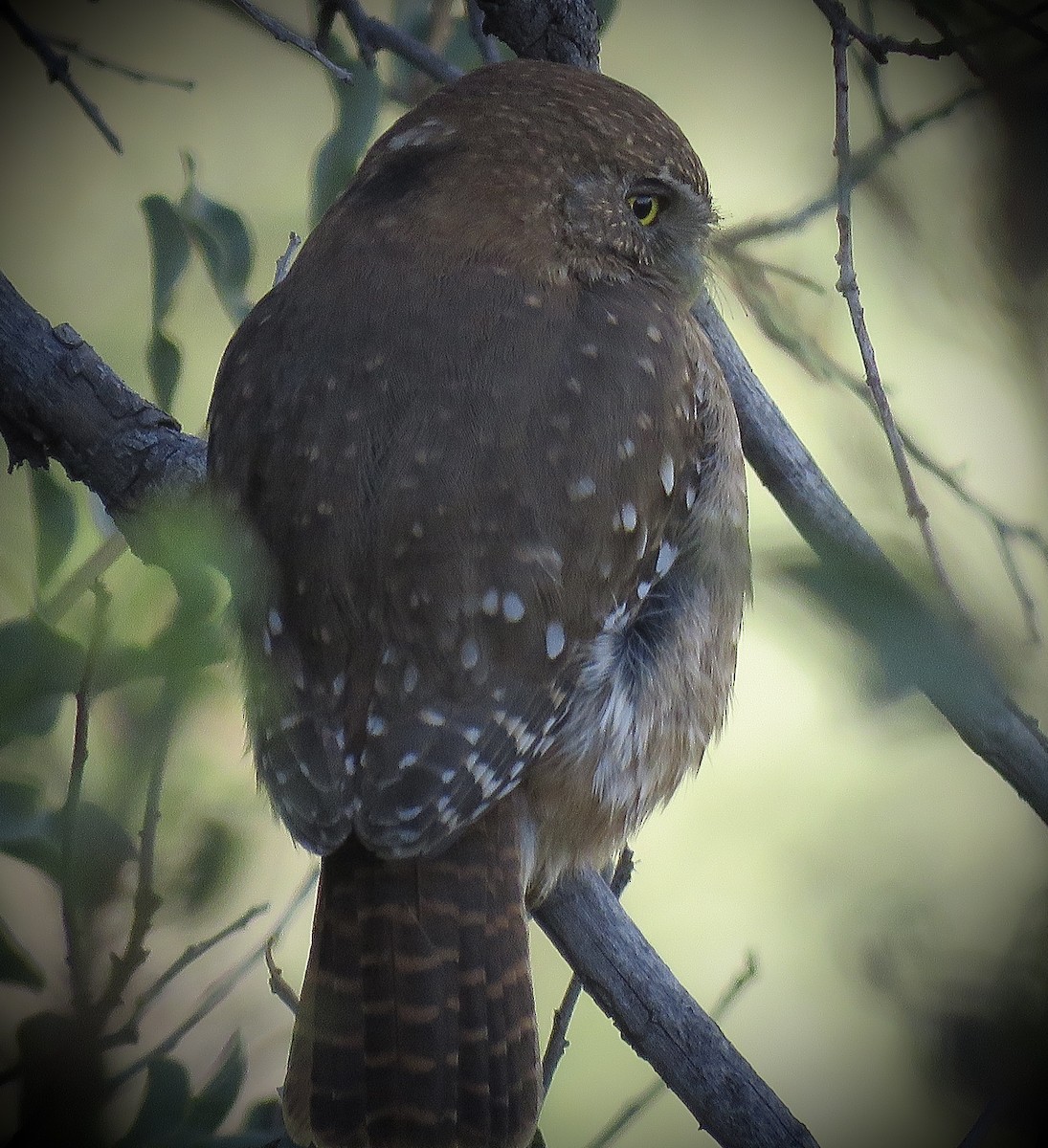 Austral Pygmy-Owl - ML638450526