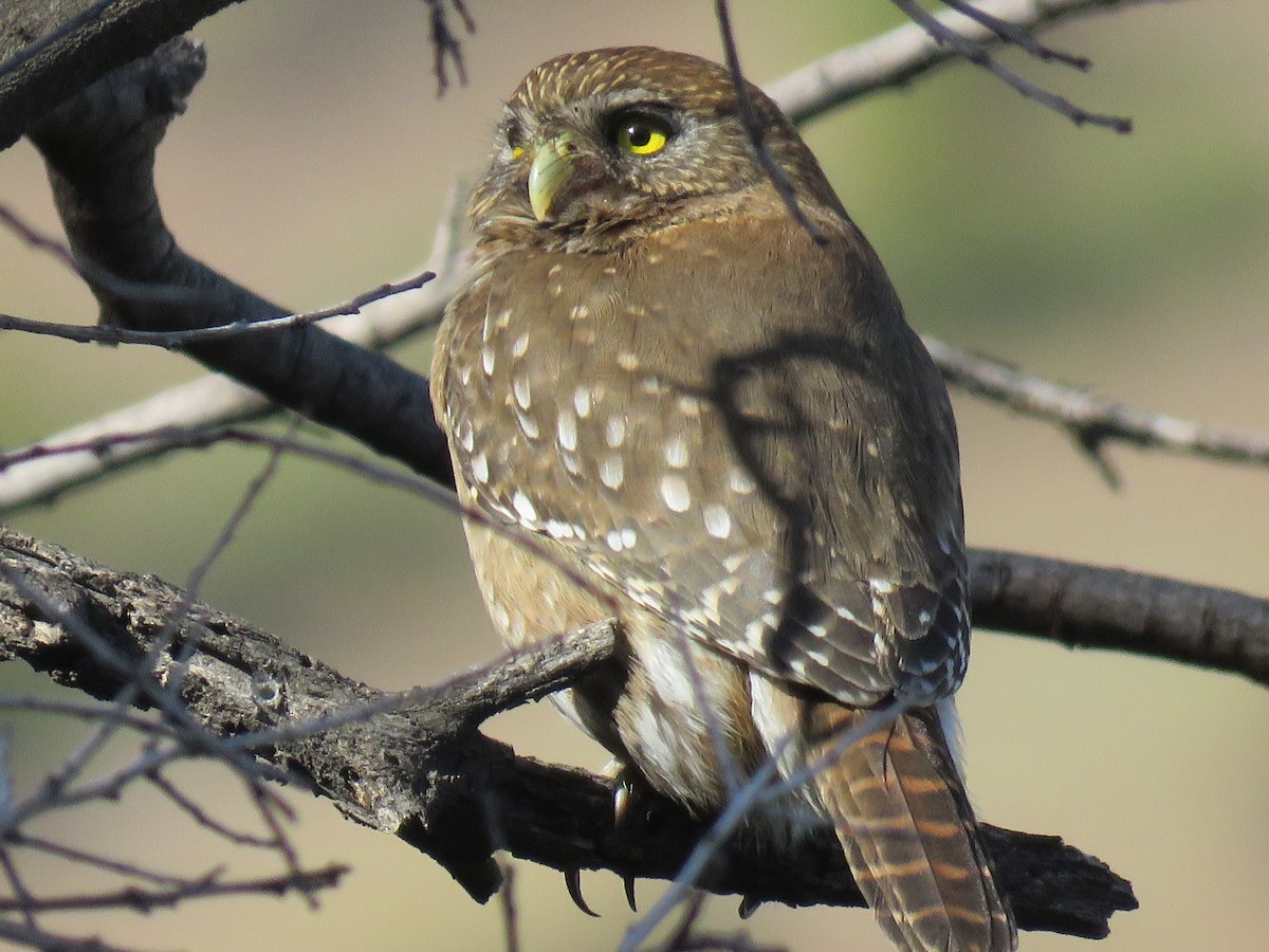 Austral Pygmy-Owl - ML638450527